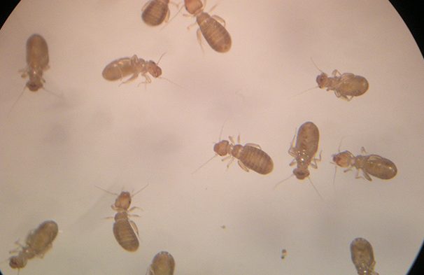 ヒラタチャタテムシ　害虫駆除
