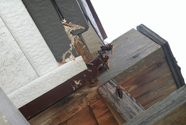 スズメバチ　札幌市　害虫駆除　チャイロスズメバチ